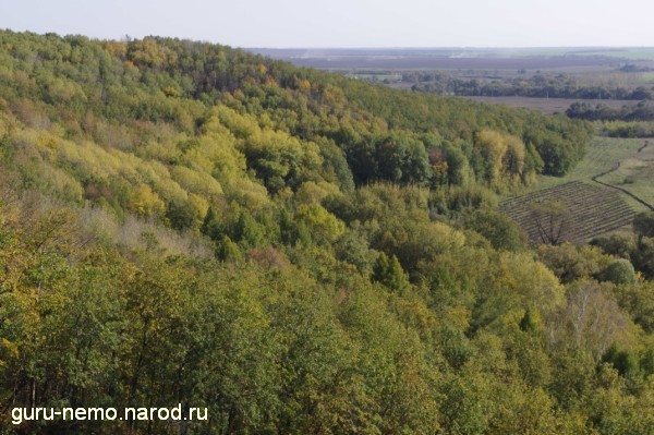 Лес на склоне Чембарской кручи Лес на склоне Чембарской кручи
